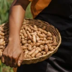 African Peanut Success Story