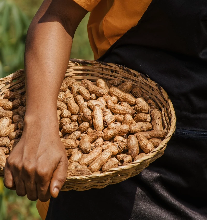 African Peanut Success Story