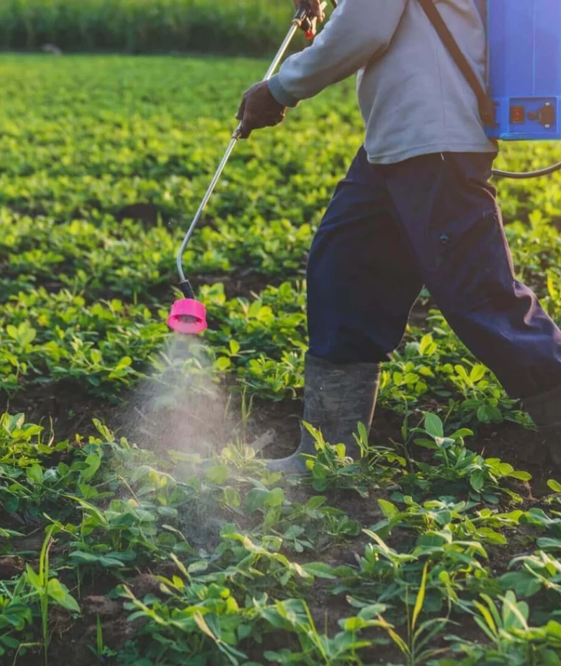 Post-Harvest Quality and Aflatoxin Control