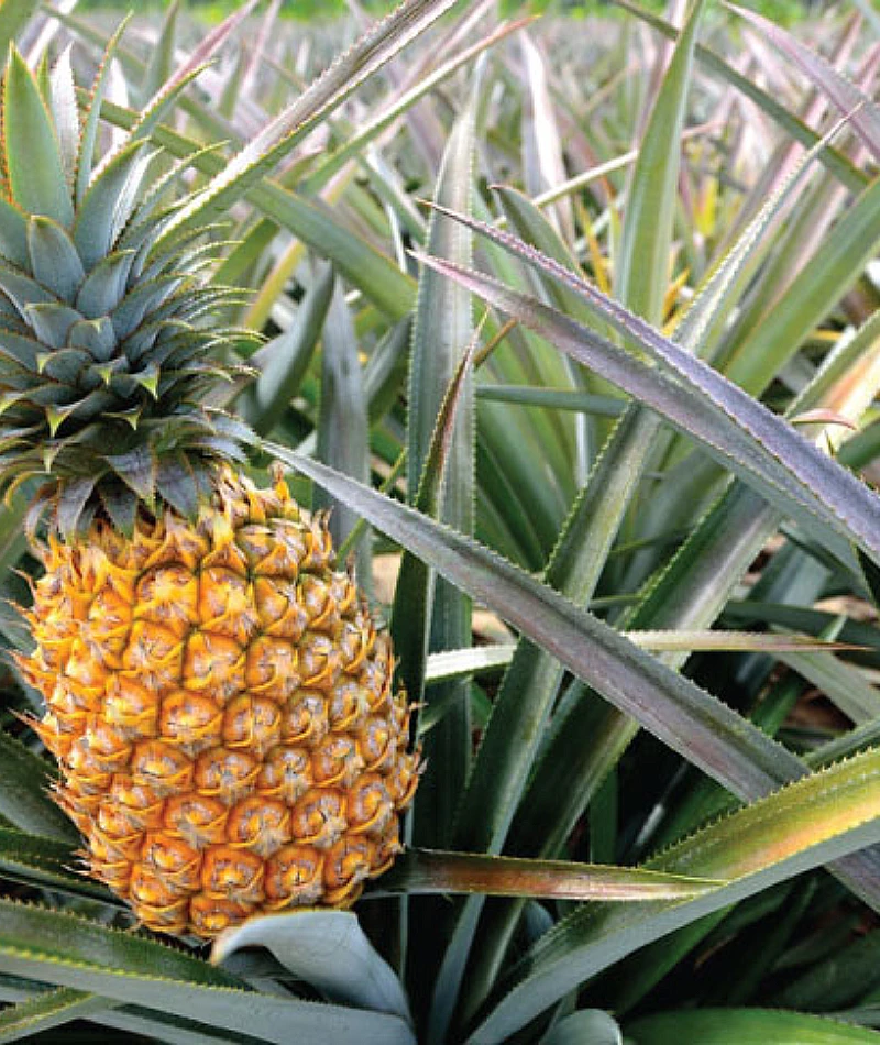 Pineapple Farmland Project