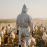 From Our Chicken Farm to Your Table: A PEMBA Success Story